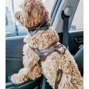 Puccissime Grizzly brown luxury vegan leather dog accessories matching set. Norwegian one click no pull no choke no mat easy wear dog harness, dog collar bow tie and dog leash. MADE IN CANADA.