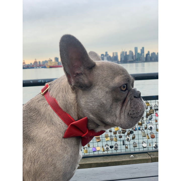 Cherry Red Leather Collar