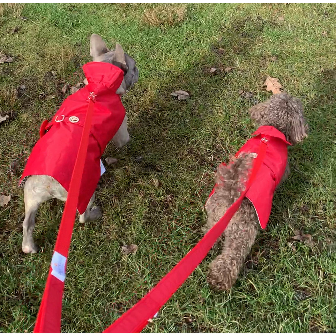 Red Rain matching leash