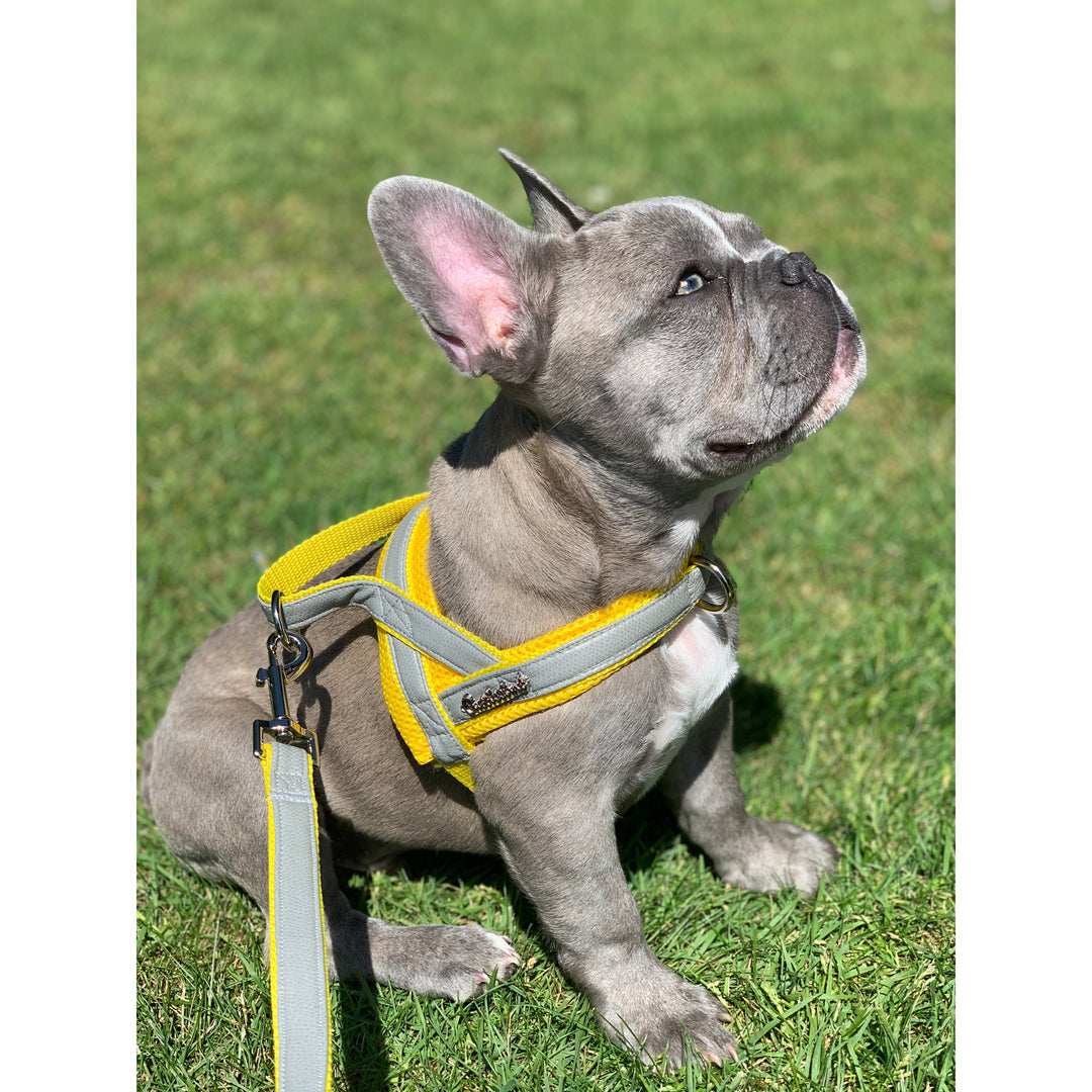 Puccissime Morning mist grey and yellow luxury vegan leather Norwegian one click dog harness. No pull no choke no mat easy wear. MADE IN CANADA