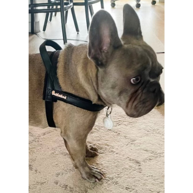 Raven One-click dog harness