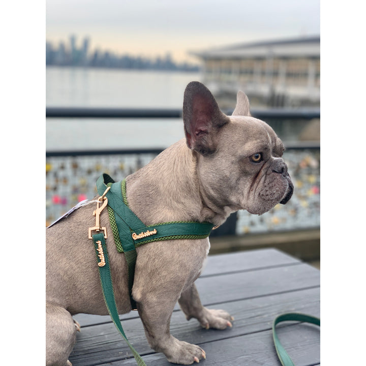 Jade Collar, Leash & Bow tie set