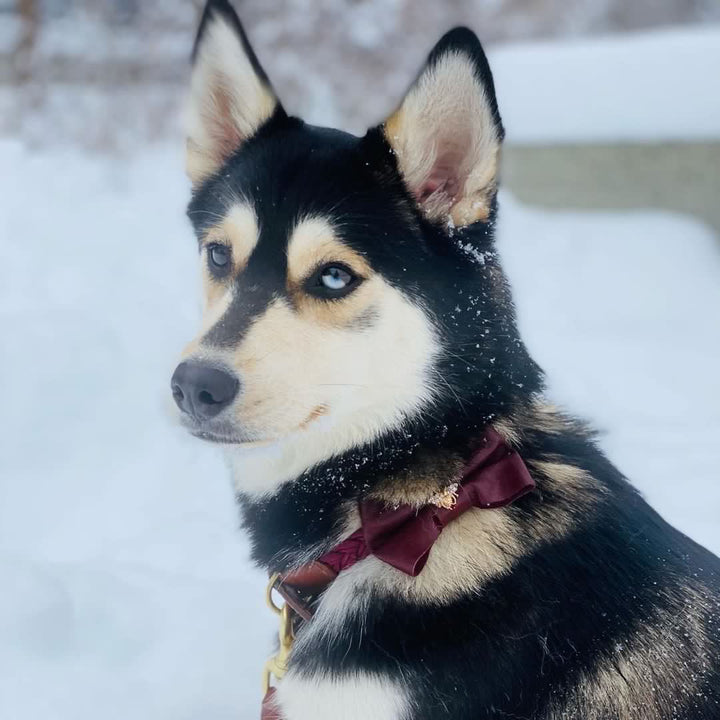 Red Wine bow tie