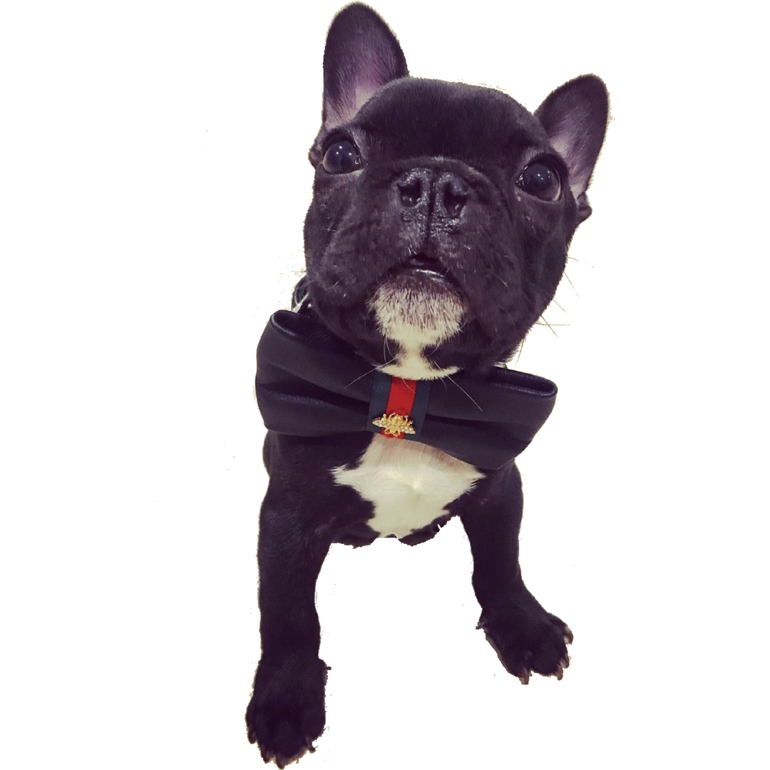 Black leather designer collar, Leash & bow tie - Wholesale